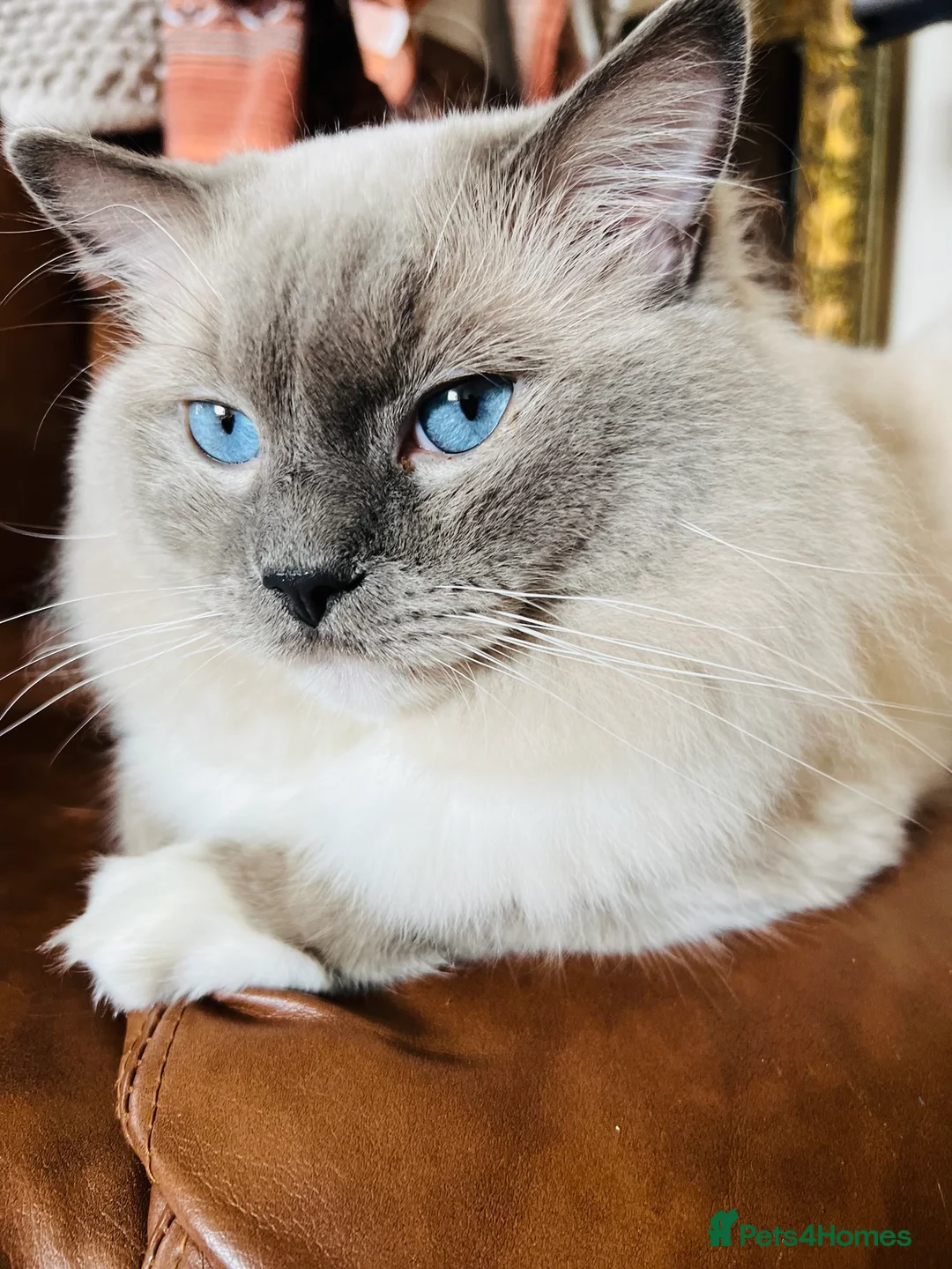 Ragdoll cats for stud: GCCF & TICA registered stud, champion bloodline    in London - Advert 19