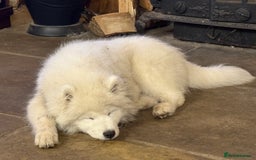 Samoyed dogs for sale: Stunning Samoyed Boy  - Image 6