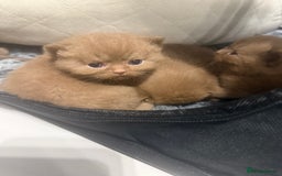 British Shorthair cats for sale: British shorthair kittens  - Image 4