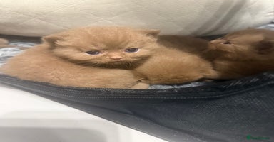 British Shorthair cats - Advert 4