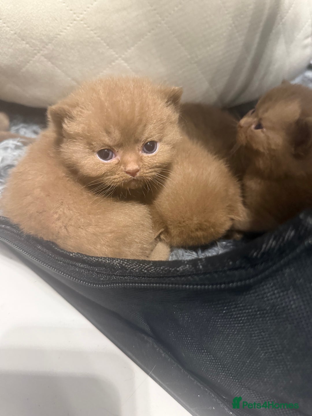 British Shorthair cats for sale: British shorthair kittens  - Image 4