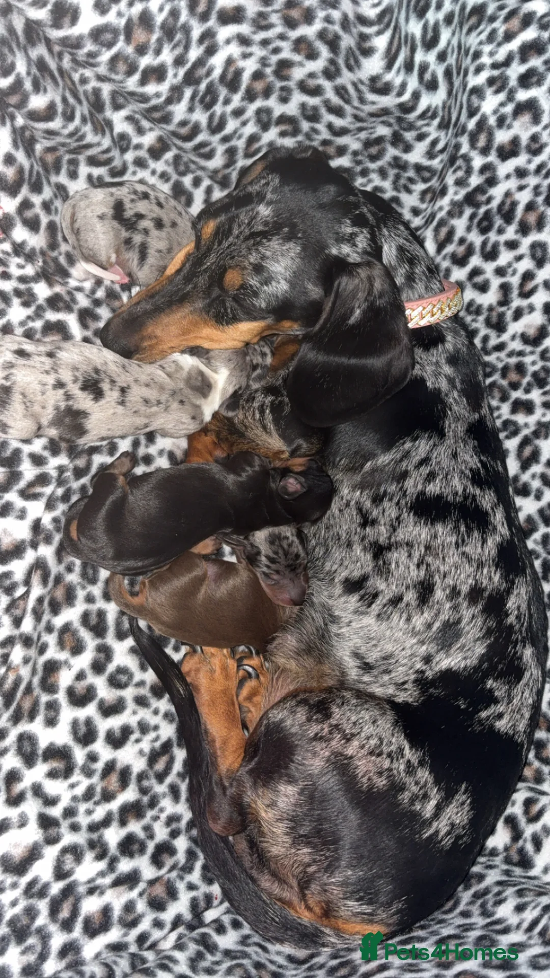 Dachshund dogs for sale: Dachshund puppys - Advert 4