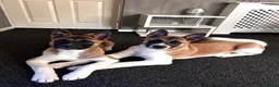 Akita dogs for sale: 2 American Akitas brother & sister in Telford - Advert 2