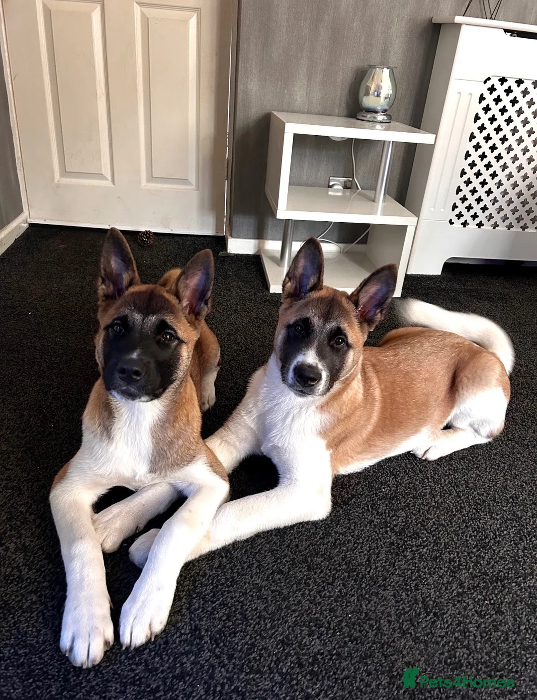 Akita dogs for sale: 2 American Akitas brother & sister in Telford - Advert 2