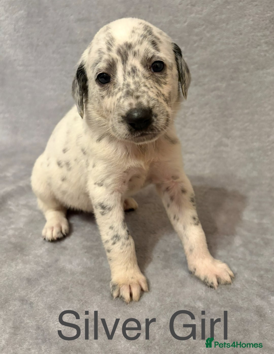 Mixed Breed dogs for sale: Pyrematian puppies - Advert 23