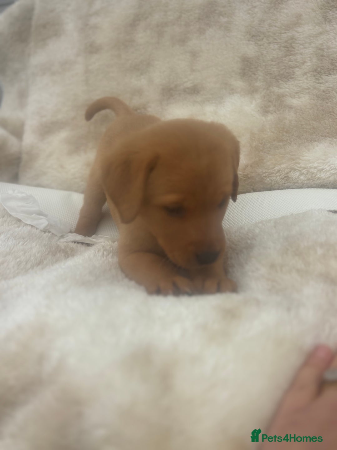 Labrador Retriever dogs for sale: 8 Kennel club reg  health tested chunky Labradors  - Image 21