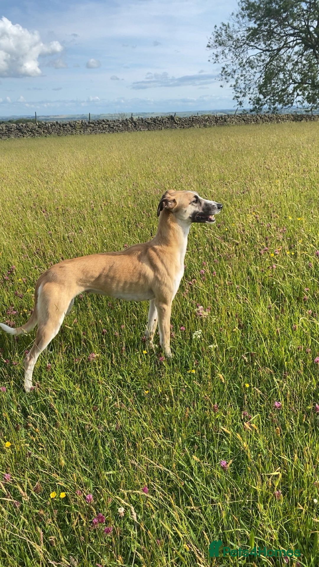 Mixed Breed dogs for sale: Female lurcher x - Advert 3