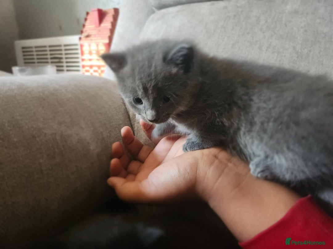 Mixed Breed cats for sale: 3 Beautiful Norwegian Forest X Kittens for sale. - Advert 7