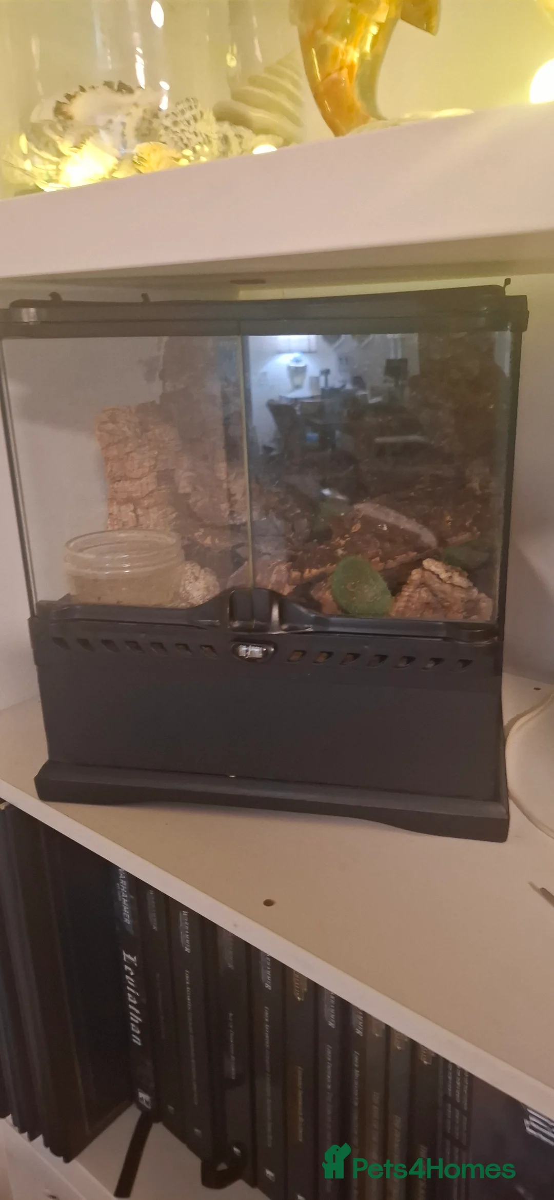 Spiders invertebrates for sale: Tarantulas for rehoming bird eater, red rump - Advert 4