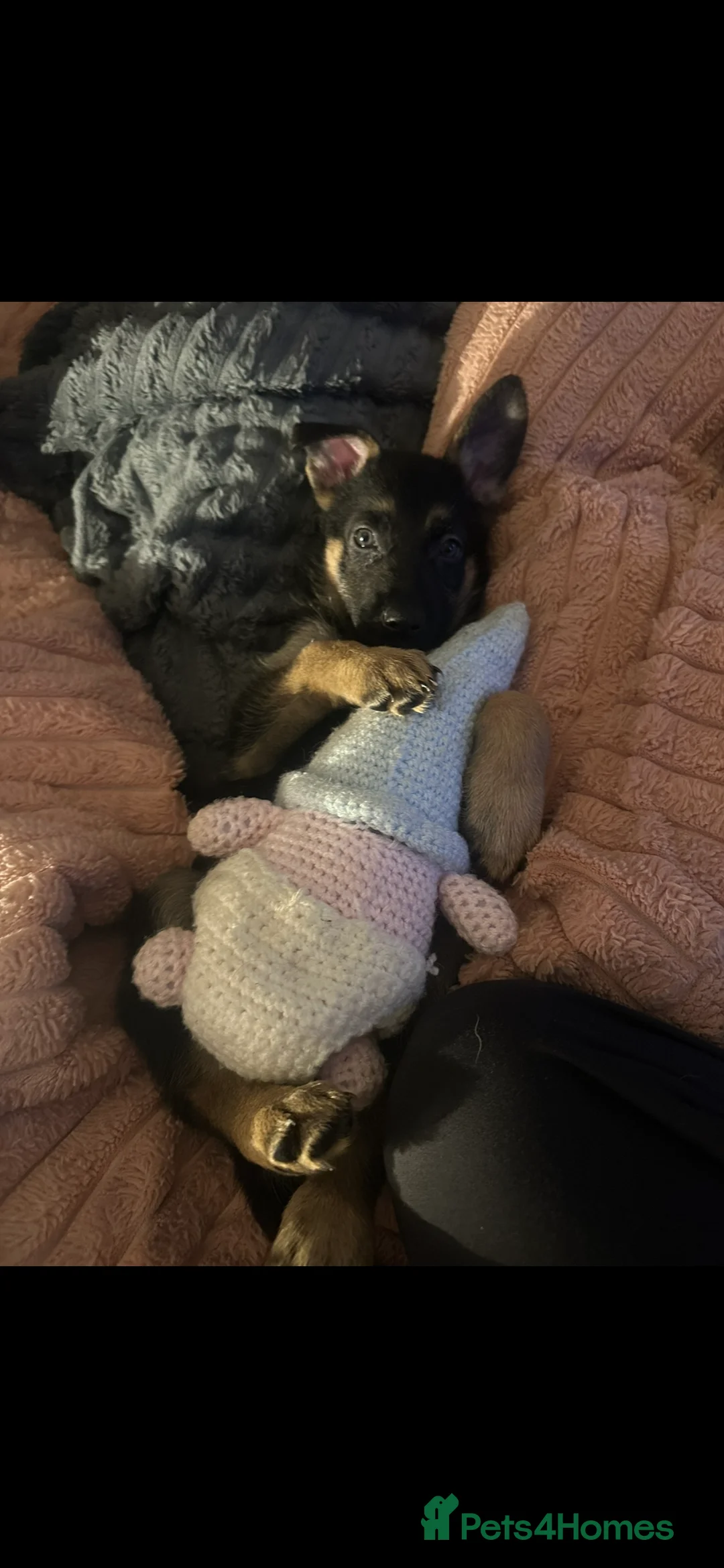 German Shepherd dogs for sale: Luna german shepherd  - Advert 4