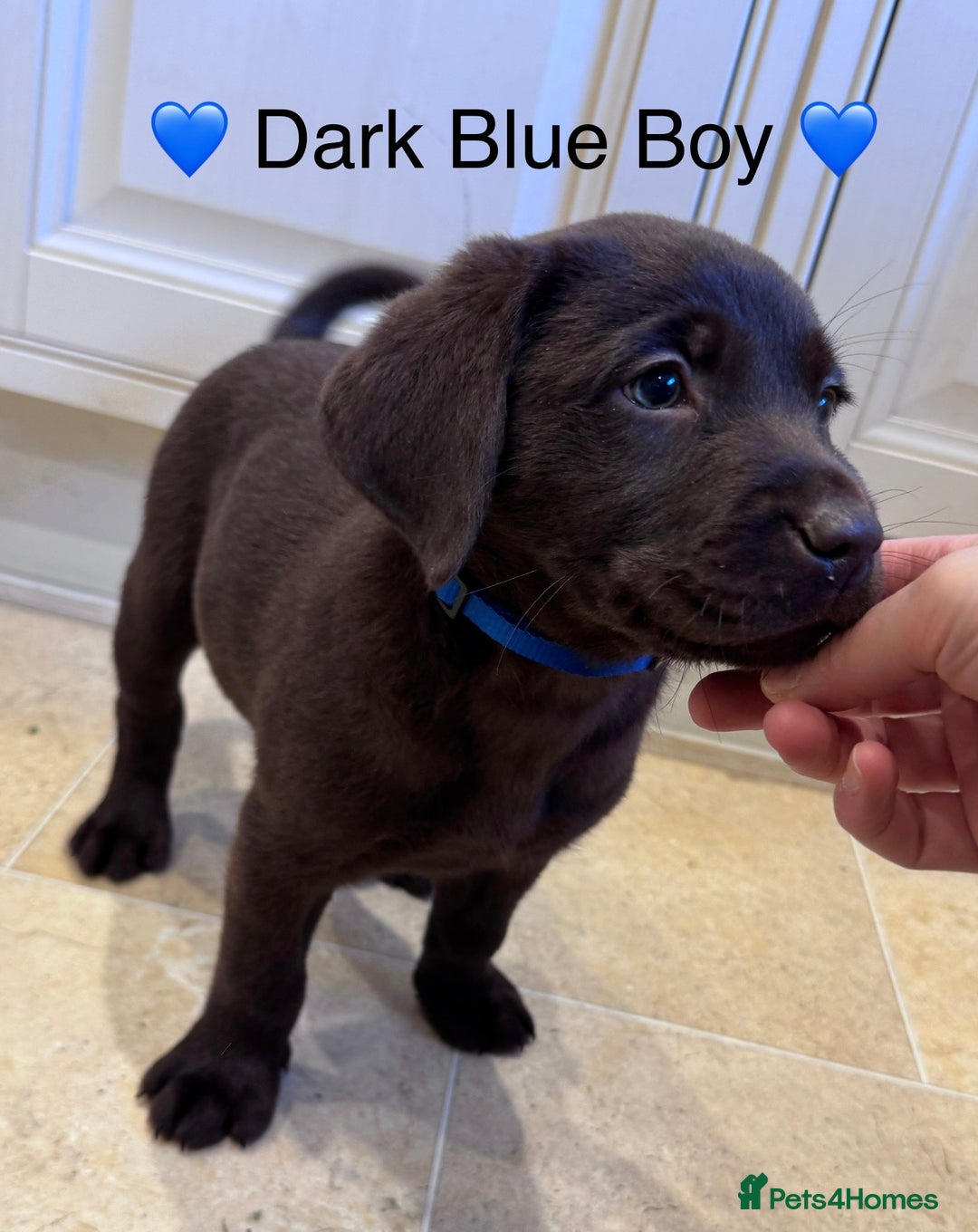 Labrador Retriever dogs for sale: Outstanding Quailty Chocolate Labrador Puppies - Advert 3