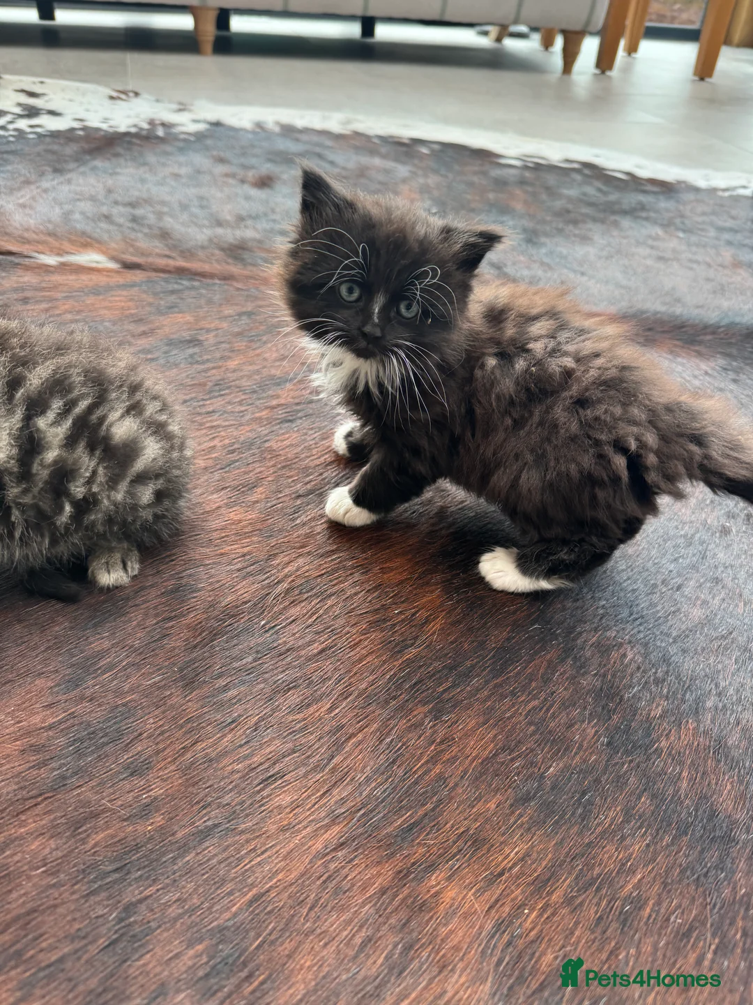 Mixed Breed cats for sale: Beautiful kittens for sale - Advert 11
