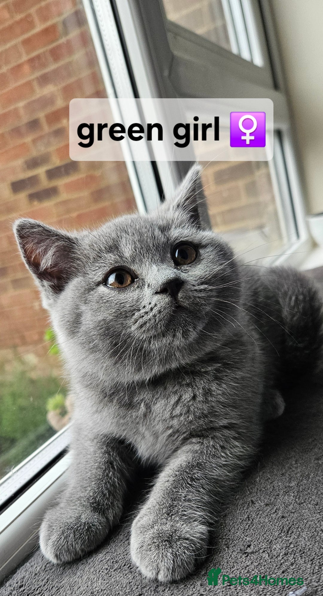 British Shorthair cats for sale: Beautiful Pedigree British short hair kittens🐈 in Buckhurst Hill - Image 8