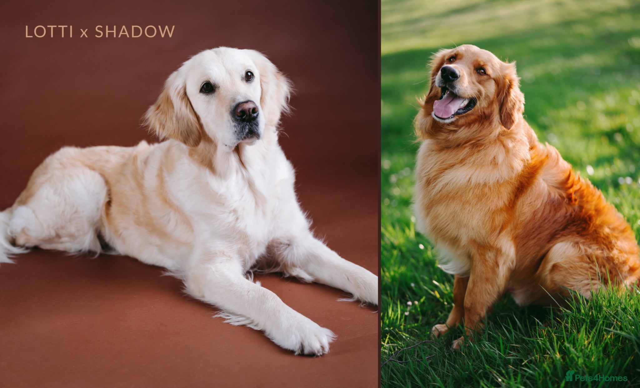 Golden Retriever dogs KC Golden Retriever Pups - Advert 1