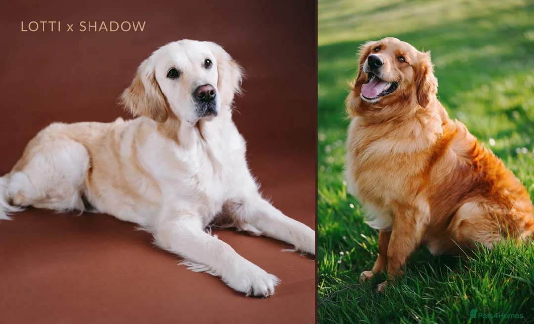 Golden Retriever dogs for sale: KC Golden Retriever Pups 3 boys 3 girls available  - Advert 1