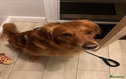 Golden Retriever dogs for sale: 🐾 Ready Soon!! KC Golden Retriever Male Puppies - Image 25