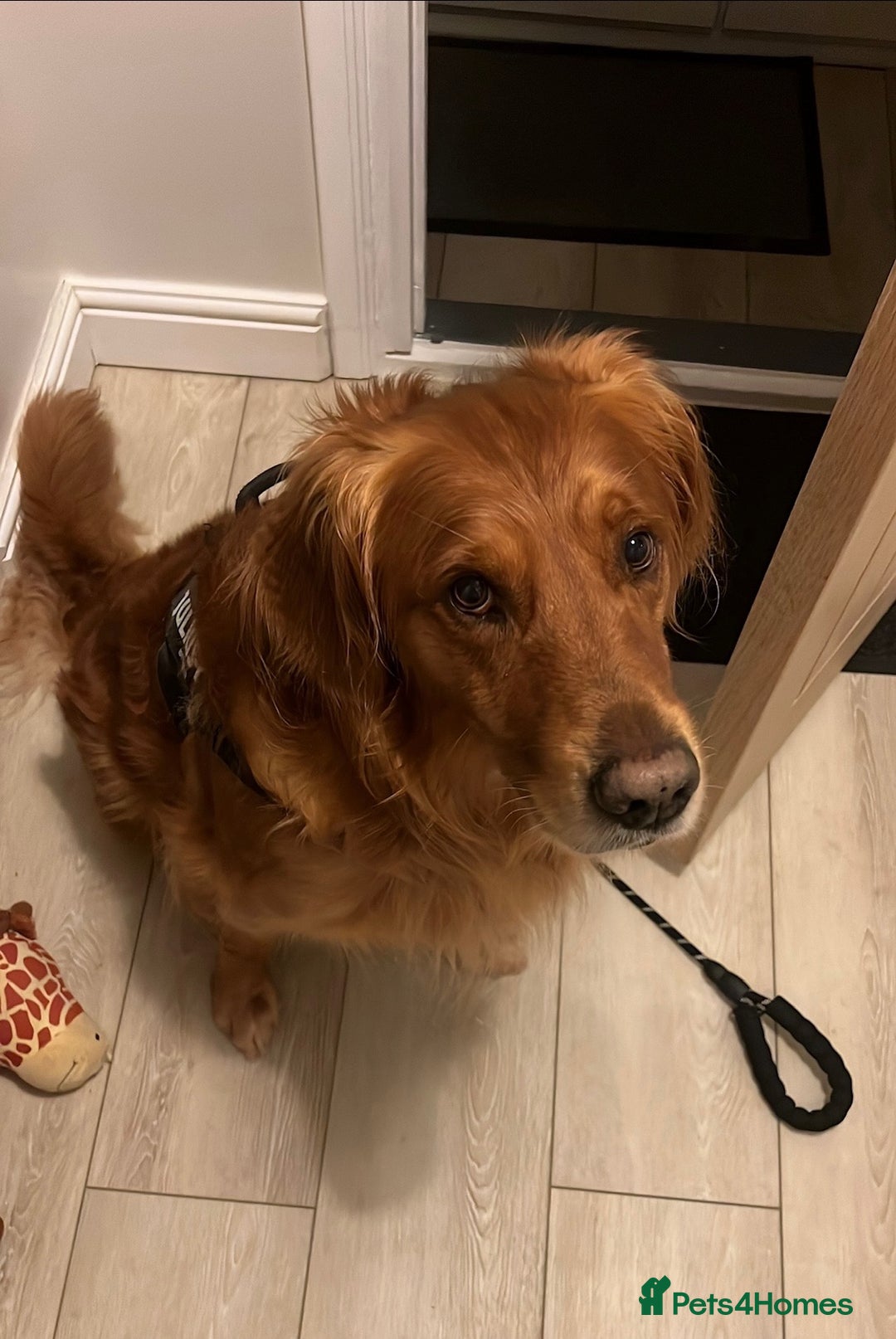 Golden Retriever dogs for sale: 🐾 Ready Soon!! KC Golden Retriever Male Puppies - Image 25