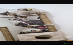 British Shorthair cats for sale: British shorthairs for sale - Advert 3