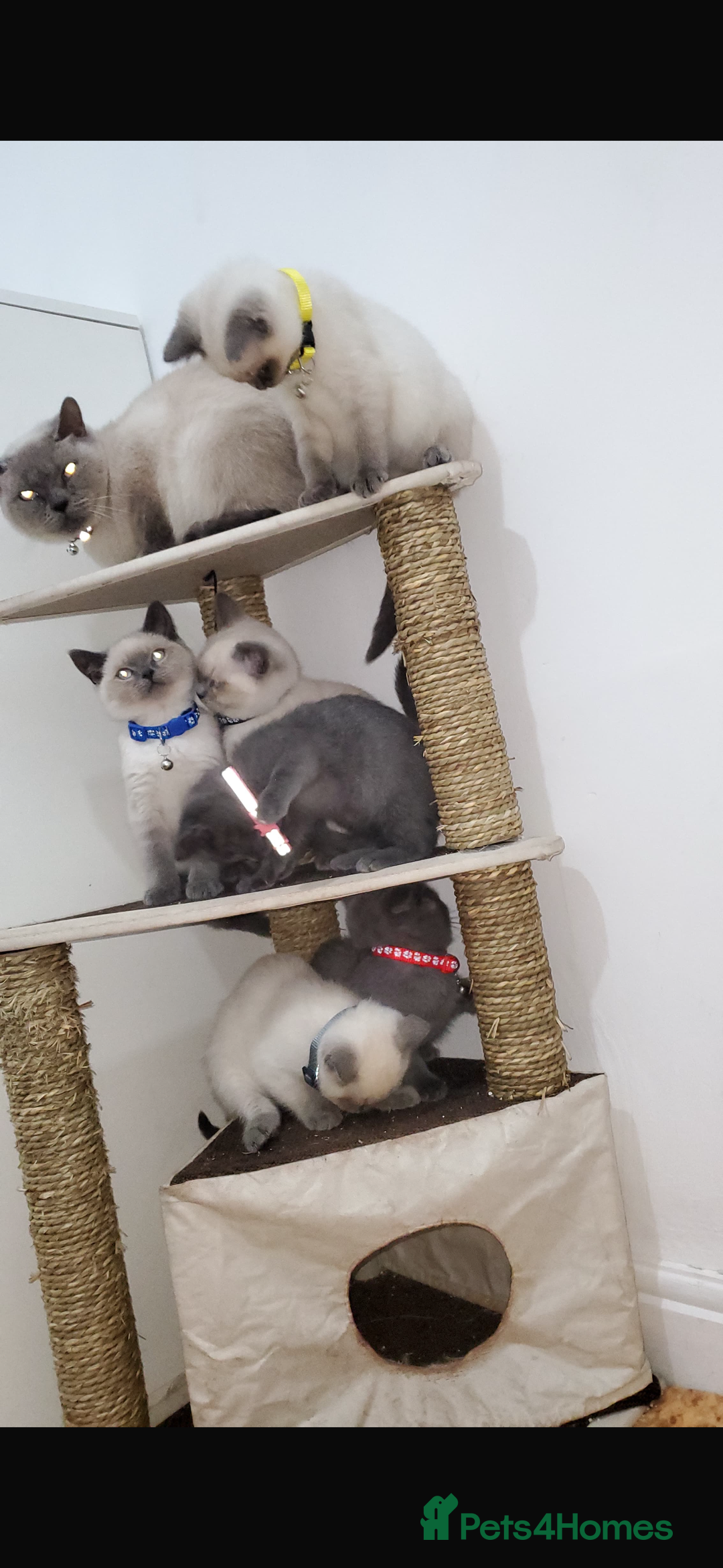 British Shorthair cats for sale: British shorthairs for sale - Advert 3