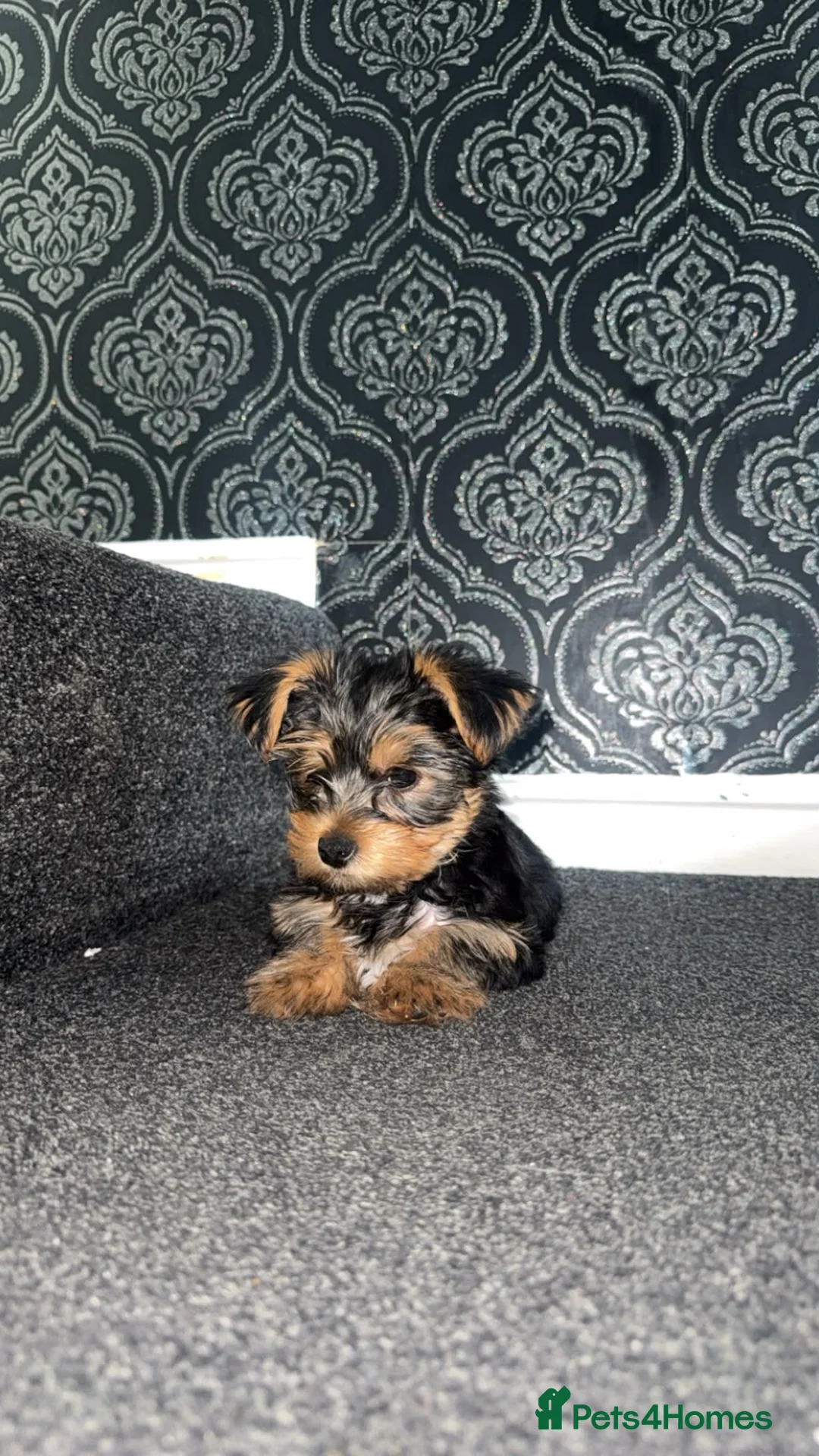Yorkshire Terrier dogs for sale: Yorkshire terrier  - Advert 6