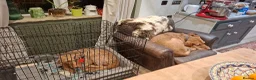 Hungarian Vizsla dogs for sale: 11 amazing wire haired vizsla puppies - Advert 21