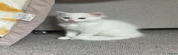 Mixed Breed cats for sale: 3 Adorable Half Persian Kittens for sale - Advert 11