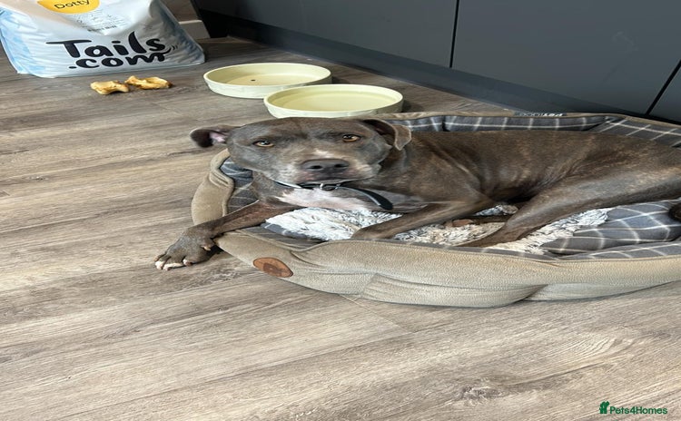 Mixed Breed dogs - Advert 5