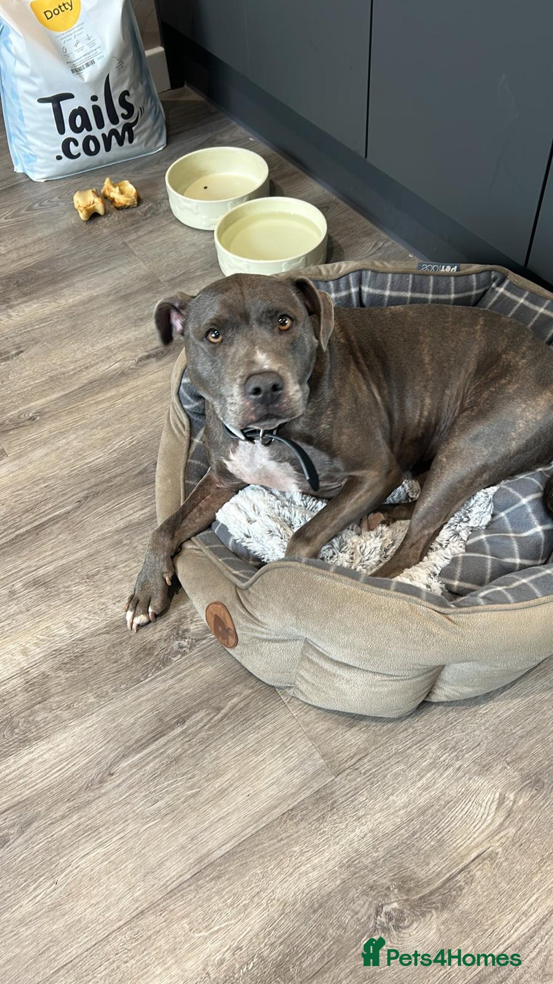Mixed Breed dogs for sale: 9 year old female staffy x  - Image 1