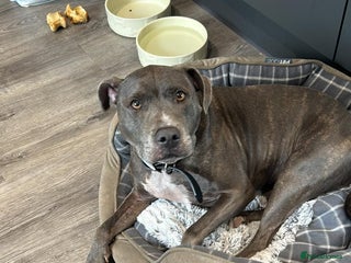 Mixed Breed dogs - Advert 4