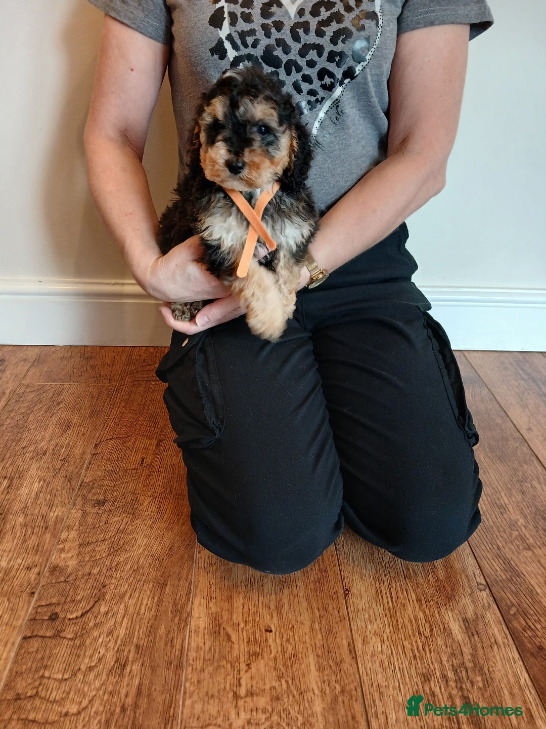 Cockapoo dogs for sale: Cockapoo puppies  - Advert 10