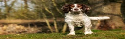 Sprocker dogs for sale: Two Sprocker Spaniel Dog Puppies For Sale in Newmarket - Advert 12