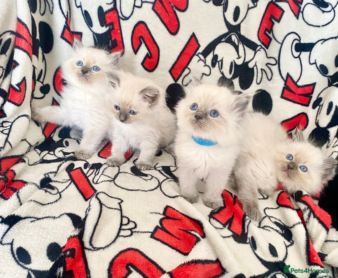 Ragdoll cats for sale: Ragdoll kittens Ready wednesday ❤️ - Image 13