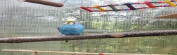 Budgerigars birds for sale: 2 budgies for sale  - Advert 4