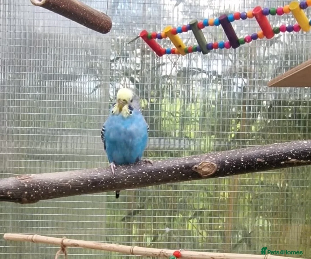 Budgerigars birds for sale: 2 budgies for sale  - Advert 4