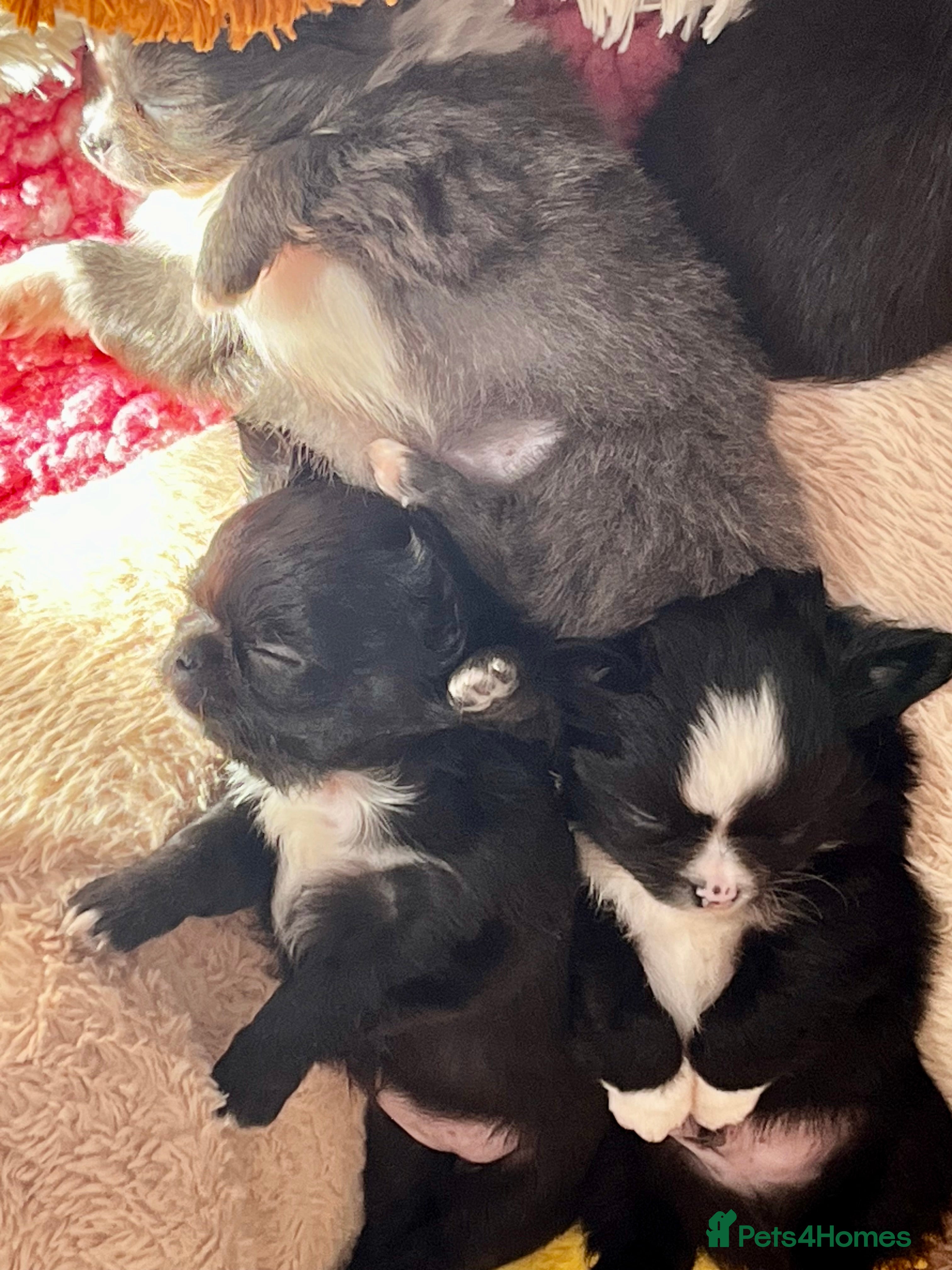 Chihuahua dogs Long hair, beautiful chihuahuas - Advert 9