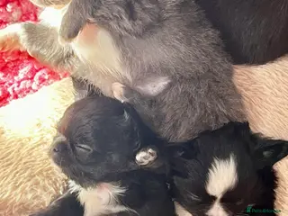 Chihuahua dogs Long hair, beautiful chihuahuas - Advert 9