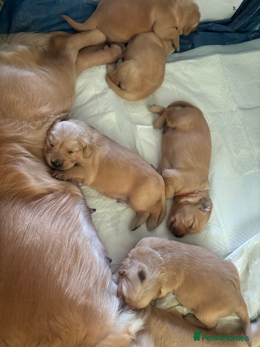 Golden Retriever dogs for sale: Golden Retriever Puppies  - Advert 4