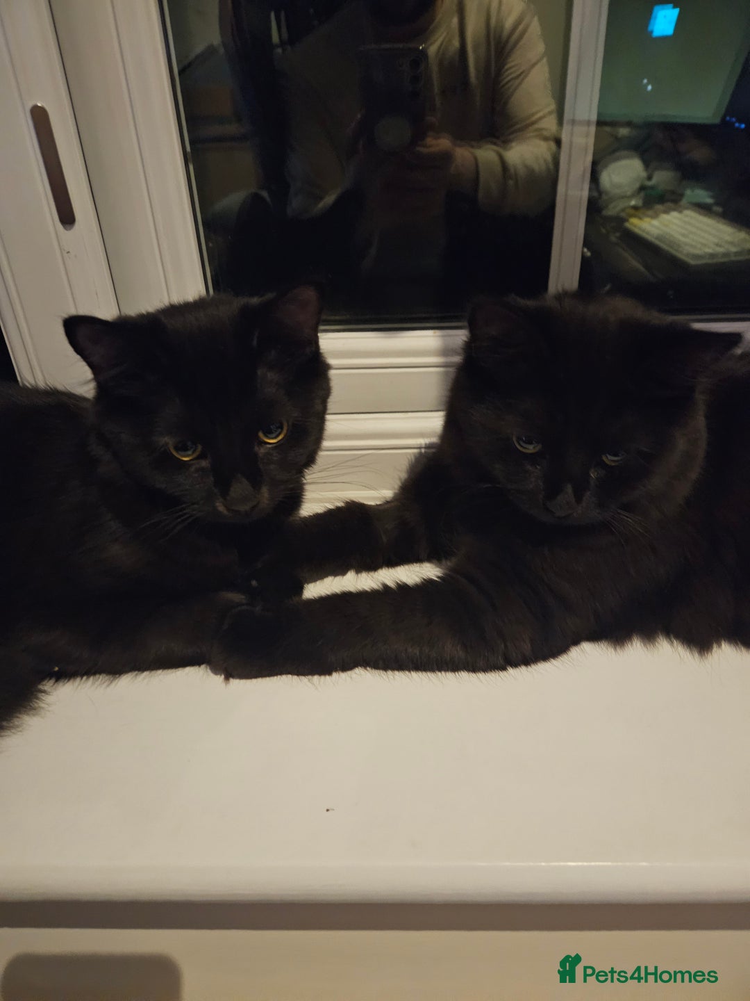 Gallery Image {{count}}