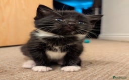Mixed Breed cats for sale: All black and black/white kittens for sale - Image 5