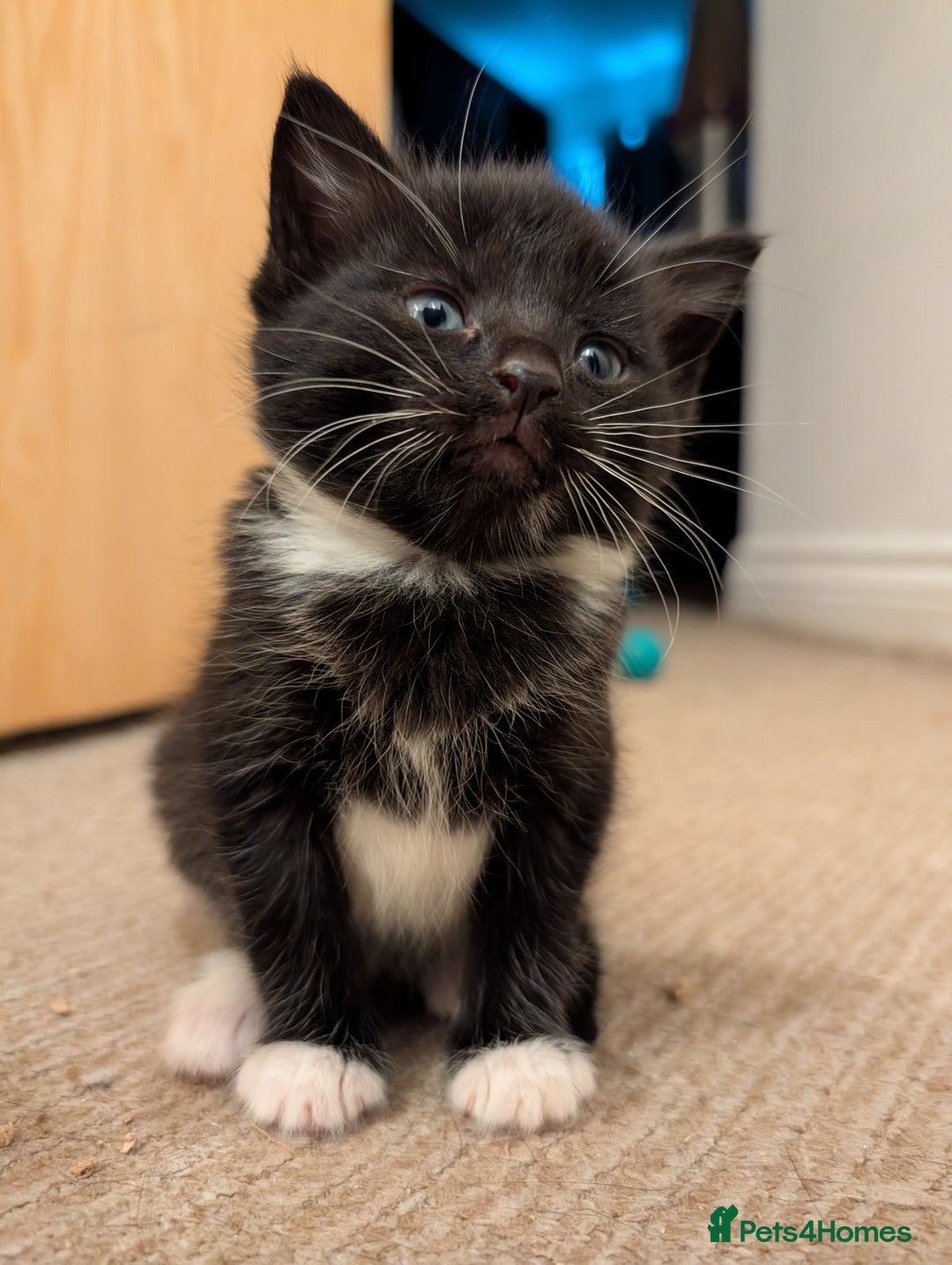 Mixed Breed cats for sale: All black and black/white kittens for sale - Image 5