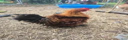 Hens poultry for sale: 4 Rousters need rehoming - Advert 4