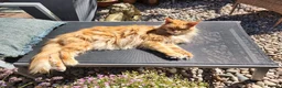 Maine Coon cats for sale: Maine Coon ginger Ready Now!! Absolutely gorgeous! - Advert 33