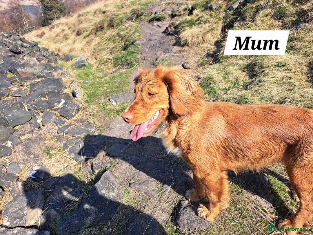 Cocker Spaniel dogs for sale: Working Cocker Spaniels (F1B) health checked. - Advert 16