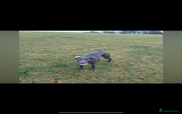 Patterdale Terrier dogs for sale: patterdales & blue lurcher for sale  - Image 8