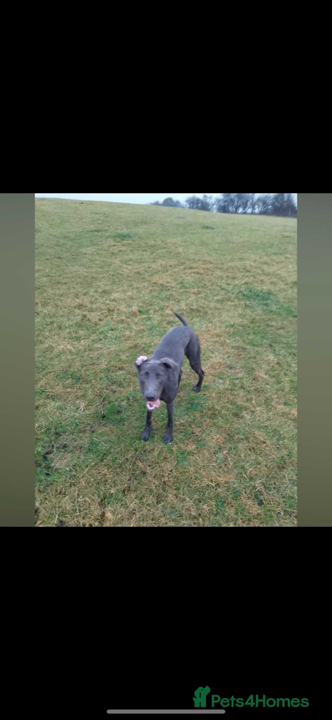 Patterdale Terrier dogs for sale: patterdales & blue lurcher for sale  - Image 8