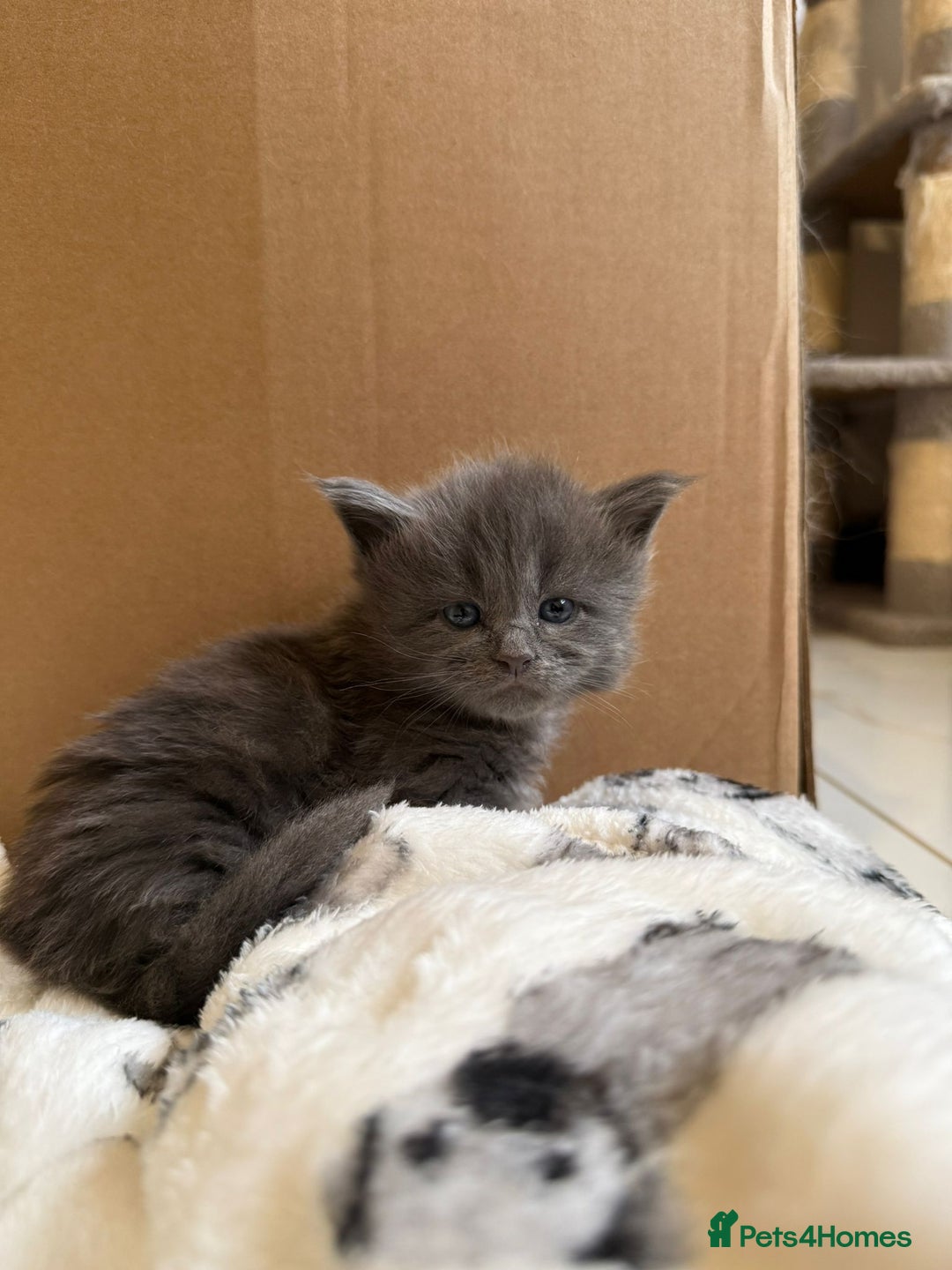 Maine Coon cats for sale: Pedigree Tica Russian Import line Maine Coons - Advert 12