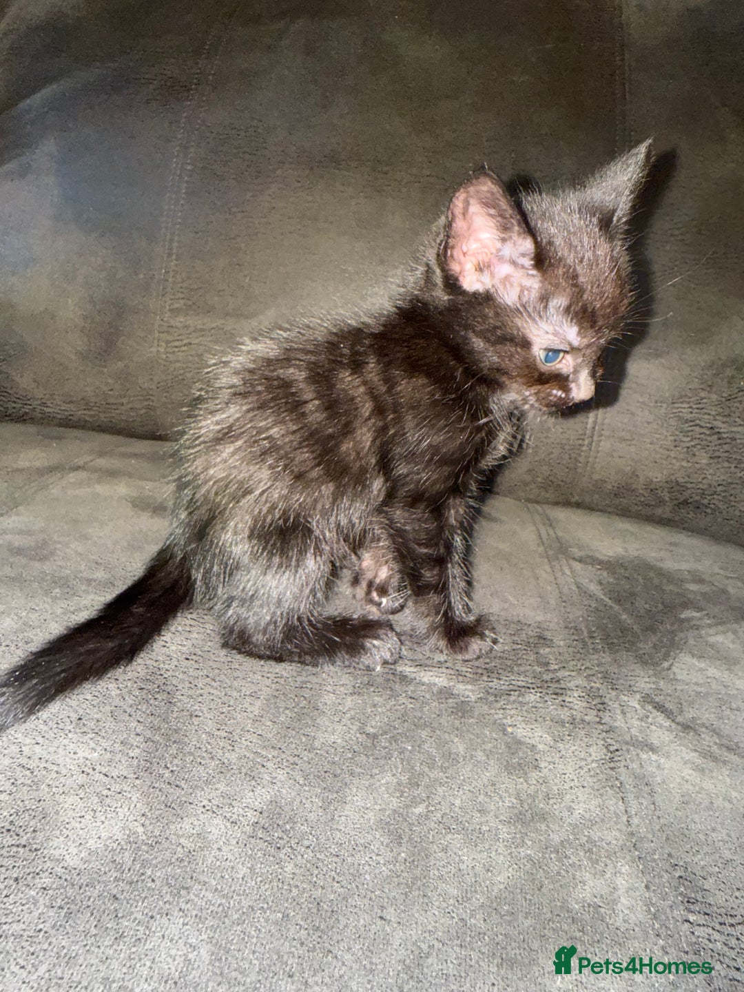 Bengal cats for sale: Kittens - Image 14