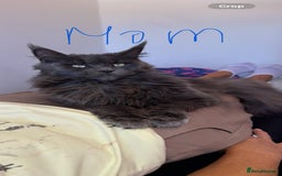 Maine Coon cats for sale: XL pure Maine coon kittens 💖 in Wellingborough - Image 10