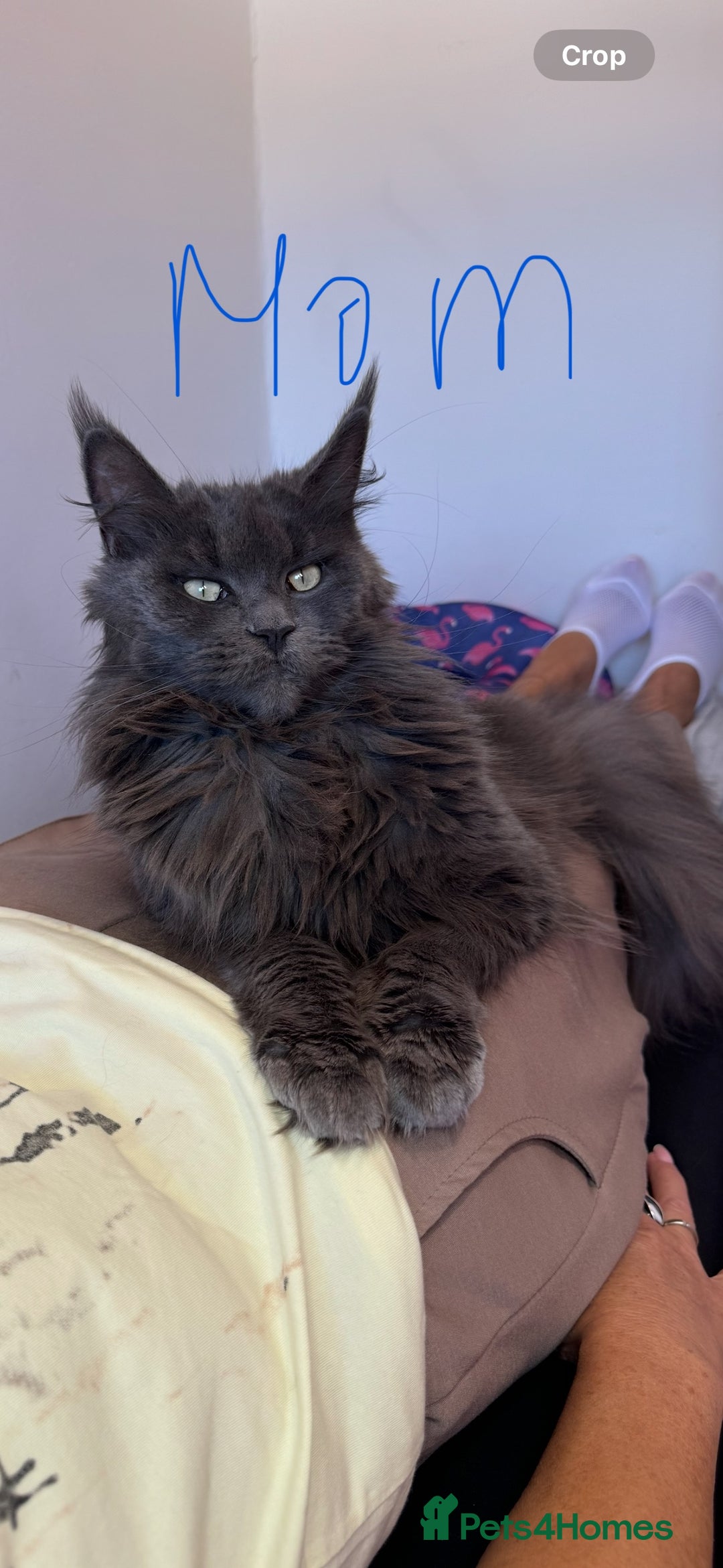 Maine Coon cats for sale: XL pure Maine coon kittens 💖 in Wellingborough - Image 10