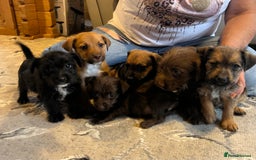 Mixed Breed dogs for sale: Jackapoo pups ready 9th August  - Image 2
